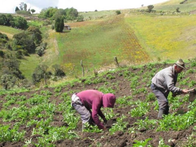 Proyectos de producción agrícola en Risaralda- Colprensa