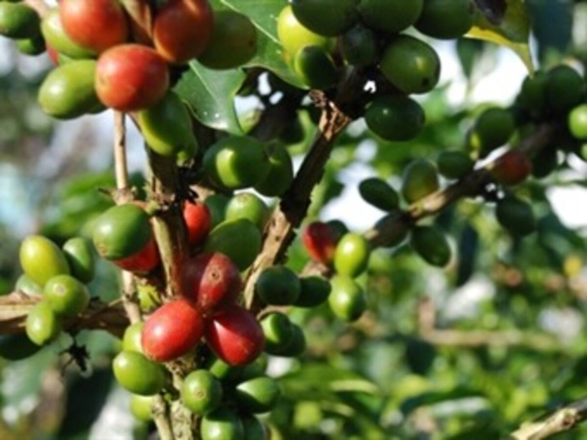 Cafeteros reclaman acciones inmediatas ante la crisis del sector