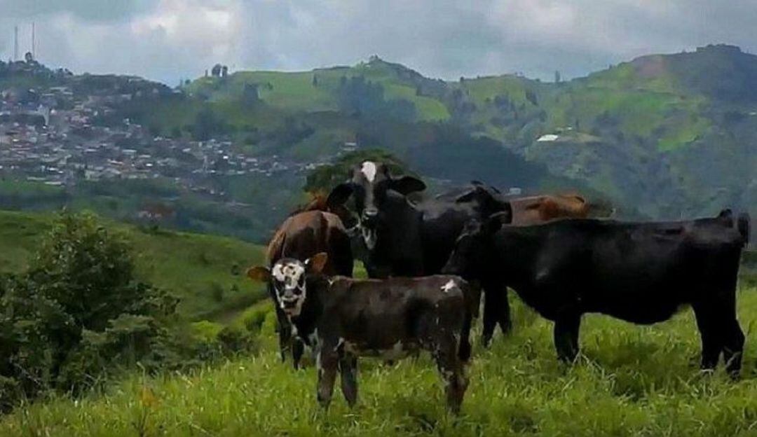 Ganadería en el departamento