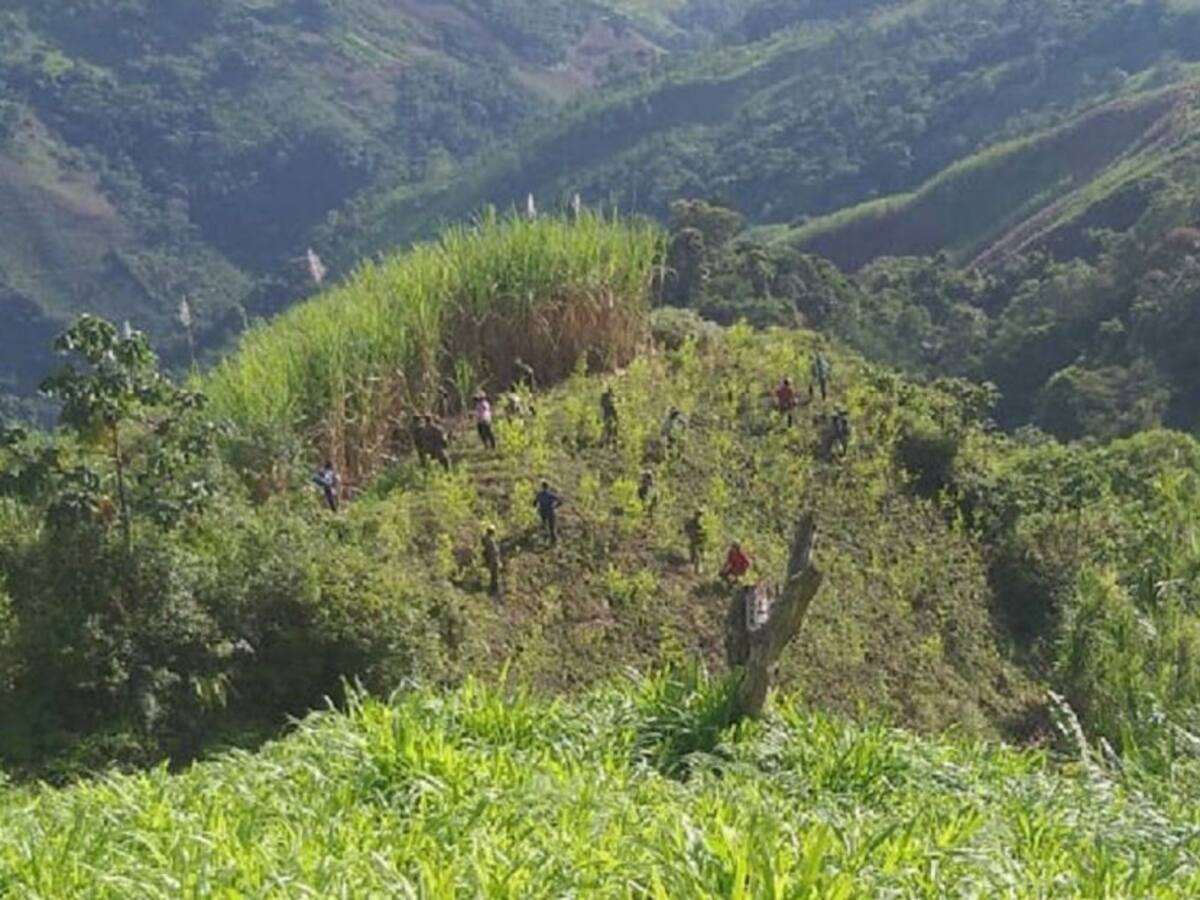 Campesinos se desplazarían si no se suspende la erradicación forzada