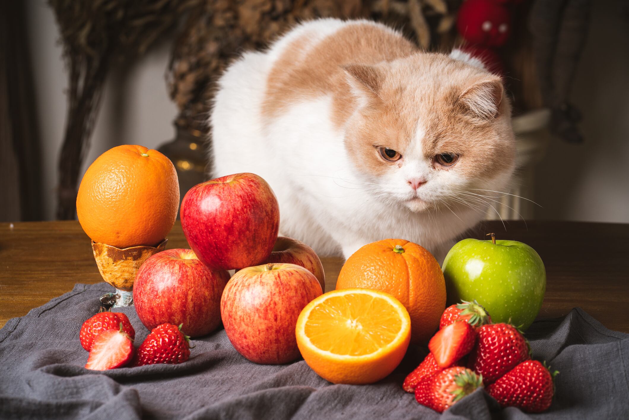 Gato mirando a un punto fijo junto a varias frutas (Getty Images)