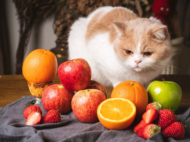 Gato mirando a un punto fijo junto a varias frutas (Getty Images)