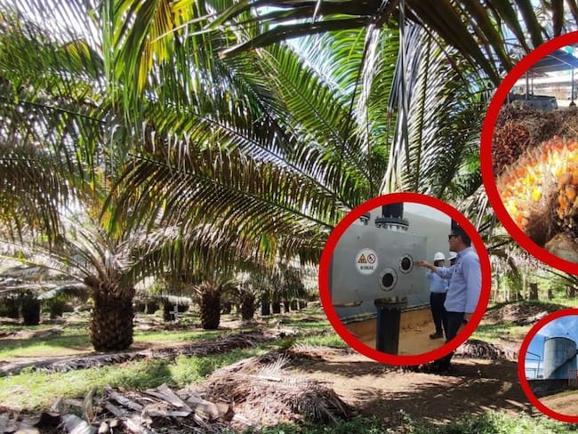 Néstor Chávez Duarte, extensionista de plantas de beneficio de la zona Central de Colombia.