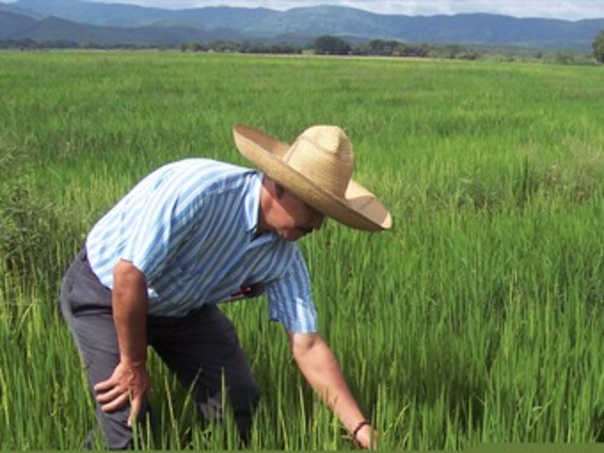 Arroceros y productores de leche en máxima alerta por ratificación del TLC