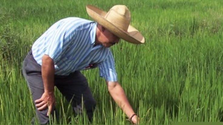 Arroceros y productores de leche en máxima alerta por ratificación del TLC