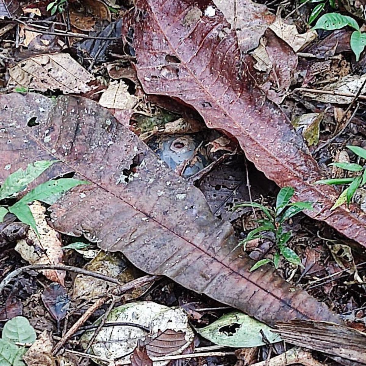 Procuraduría rechaza uso de minas antipersonal en Catatumbo y Bajo Cauca