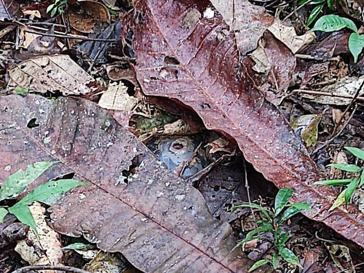 El Ejército desactivó un campo minado en zona rural de Segovia, Antioquia