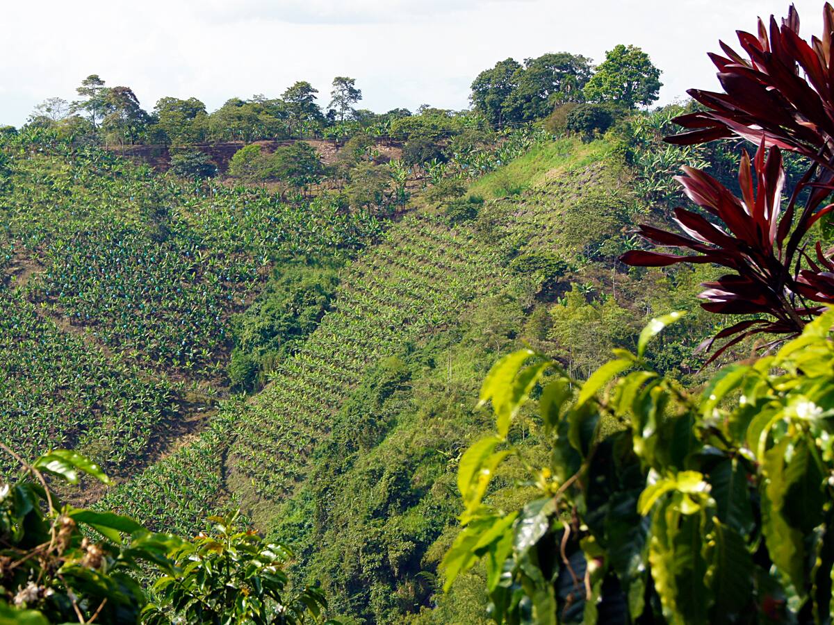 Crisis diplomática entre Colombia y Estados Unidos, afectará considerablemente al Huila