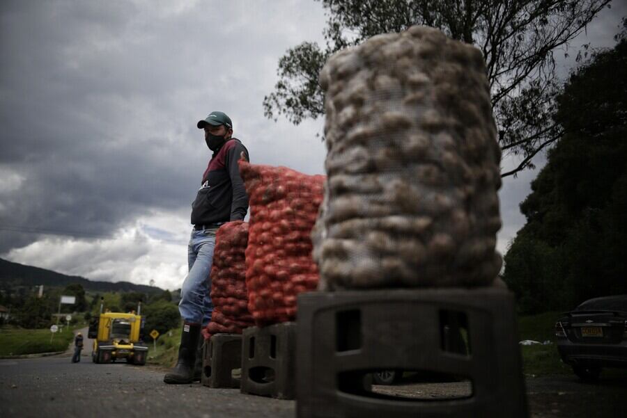 Productores de papa. Cortesía: Colprensa