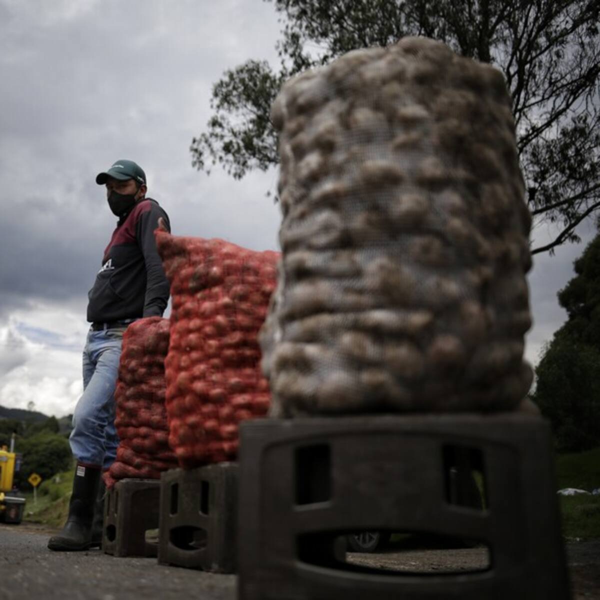 ‘Papatón’ en Bogotá: compre papa fresca y barata a los campesinos
