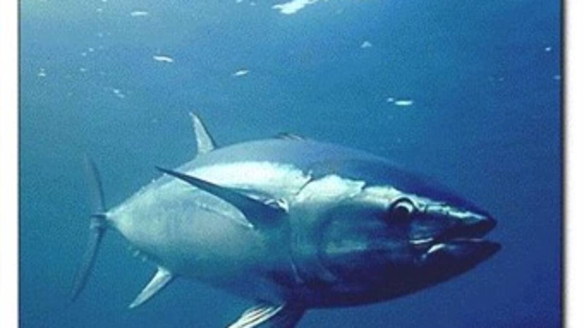 Atún y camarón podrían desaparecer del Pacífico