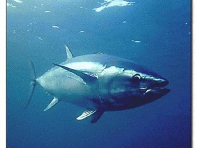 Atún y camarón podrían desaparecer del Pacífico