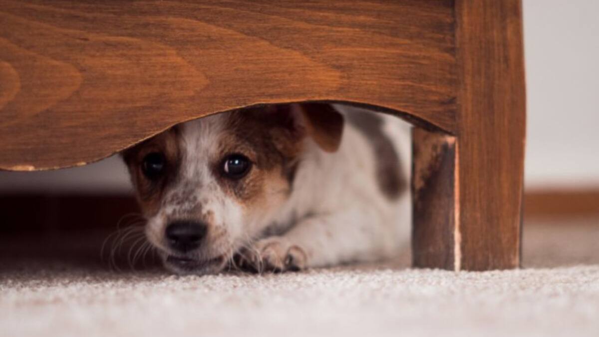La pólvora y el agite de Navidad pueden enfermar a sus mascotas