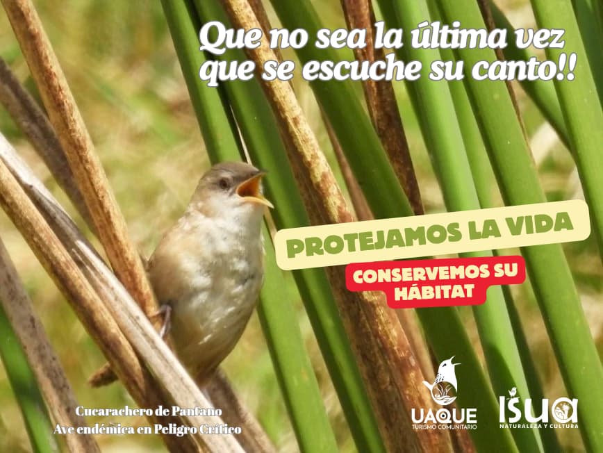 La presencia de ganado en predios protegidos del Lago de Tota amenaza el hábitat del cucarachero de pantano, especie endémica en peligro crítico de extinción