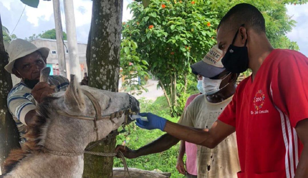 Los médicos especialistas realizaron exámenes clínicos, desparasitación, vitaminización y suministro de medicamentos