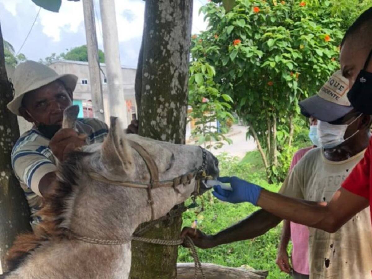 Umata realizó jornada médico veterinaria a equinos y asnales de El Pozón