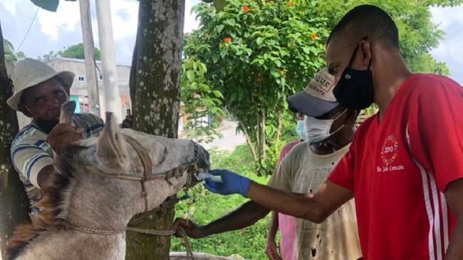 Los médicos especialistas realizaron exámenes clínicos, desparasitación, vitaminización y suministro de medicamentos