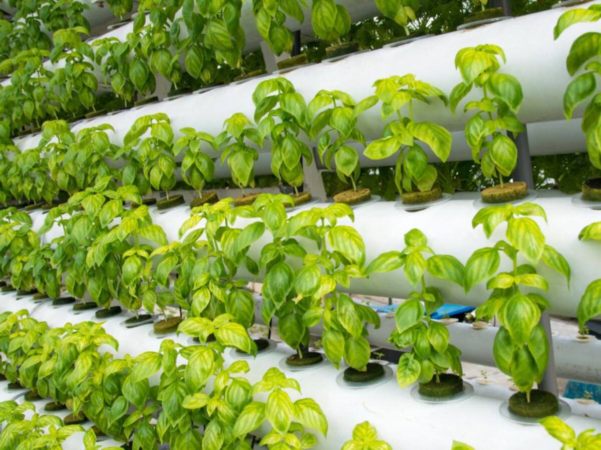 Huertas urbanas para reunir a las comunidades vulnerables de Manizales