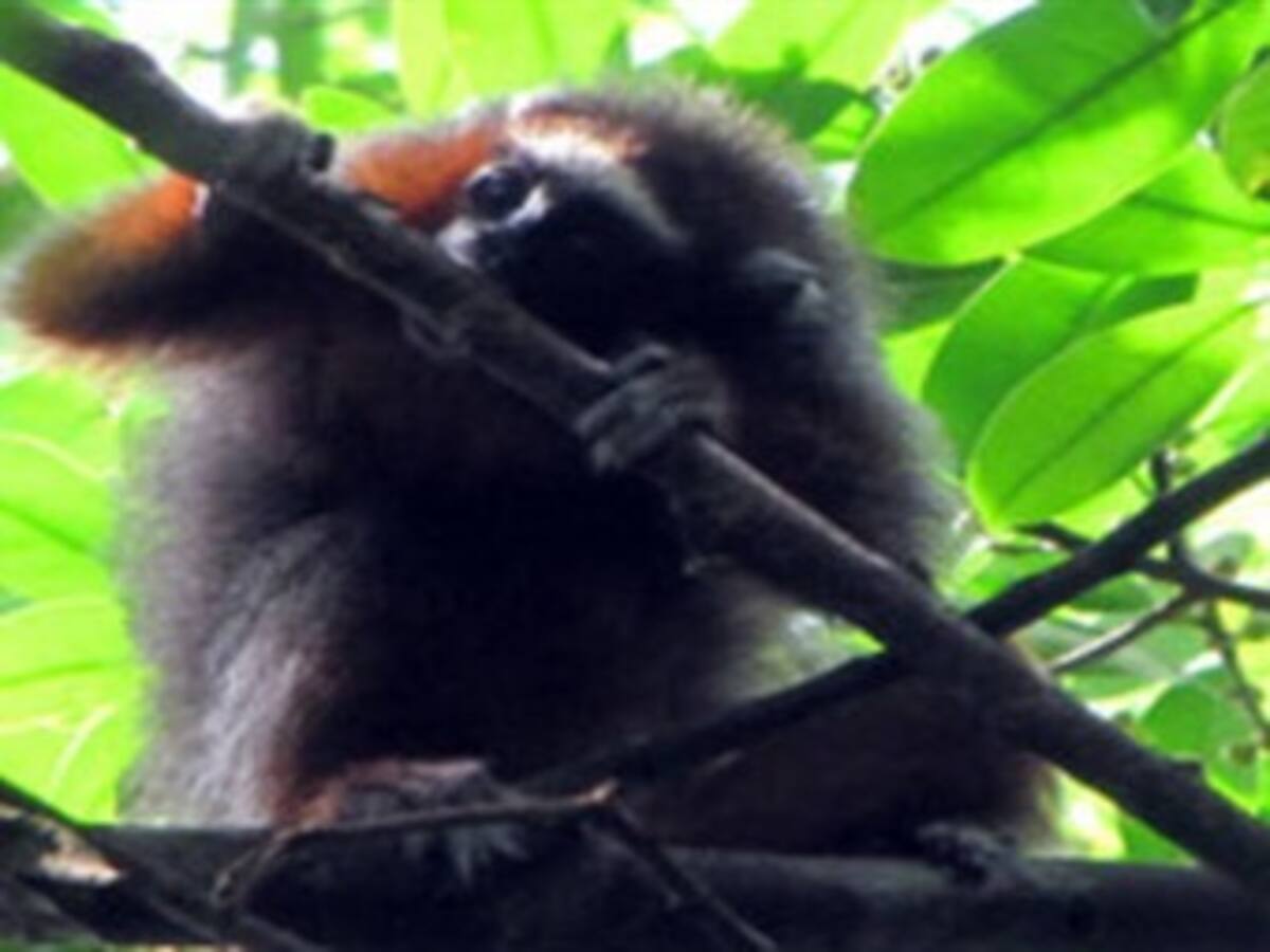 Descubren en Colombia nueva especie de primate