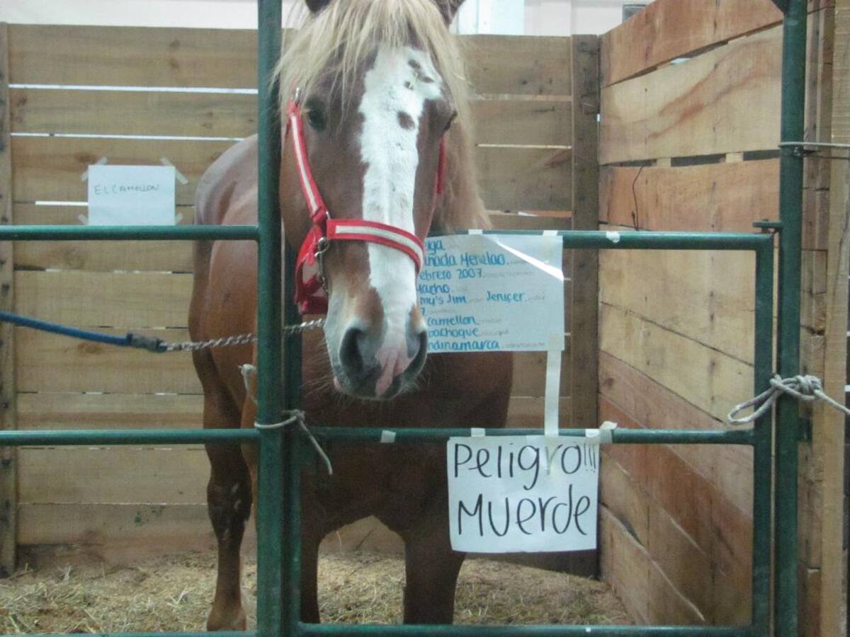 Título de la imagen