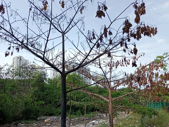 Denuncian mal estado de zona de manglares y bosque seco en el Pie de la Popa