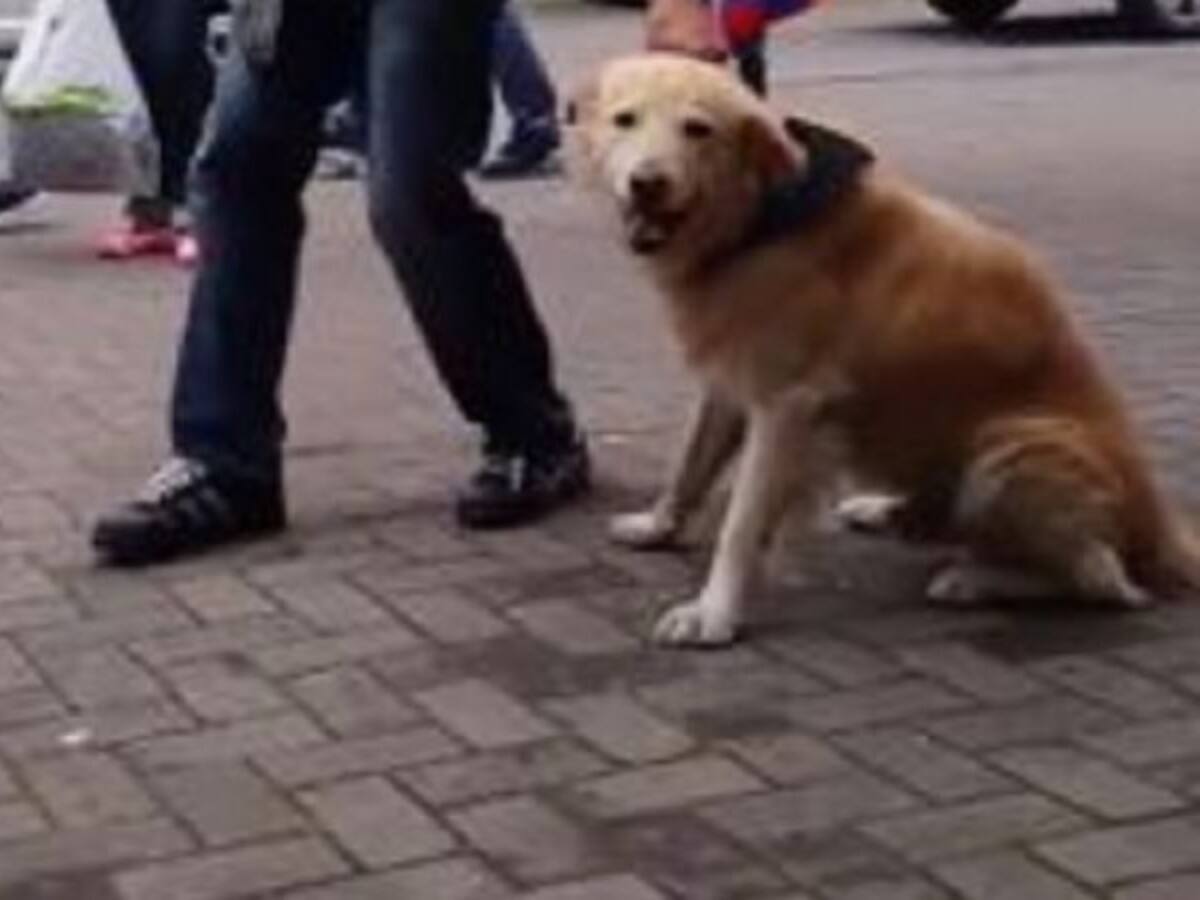 El perro matemático que enternece las redes sociales