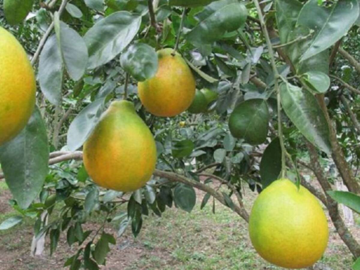 Productos importados generan pérdidas a cultivadores de cítricos en Pereira