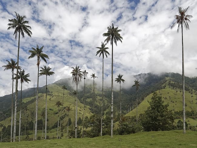 Las autoridades recomiendan usar pañuelos para proteger la palma de cera en Antioquia