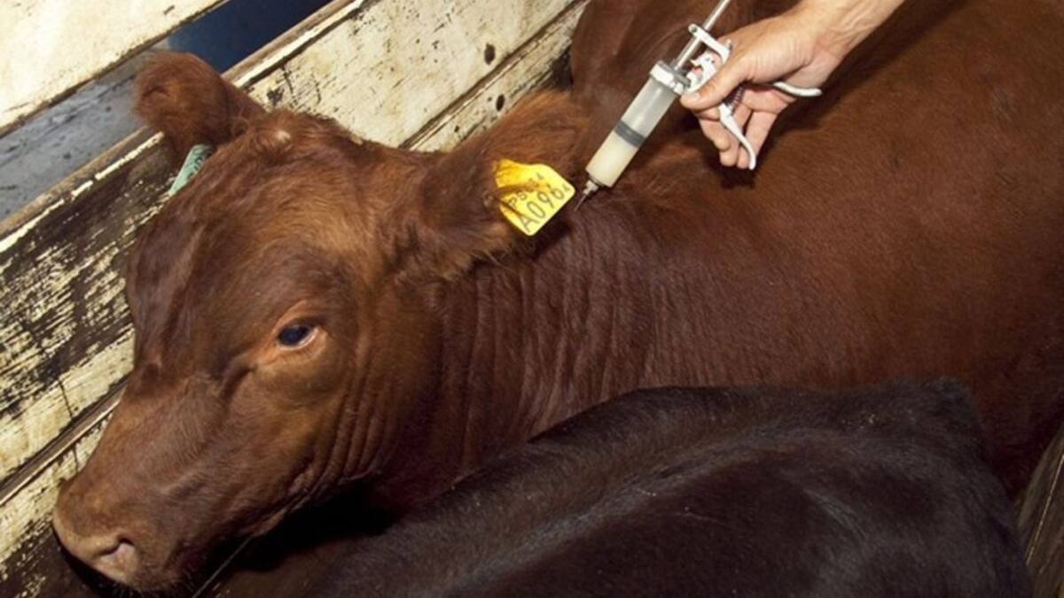 El 20 de febrero inicia nuevo ciclo de vacuna contra aftosa en la frontera con Venezuela