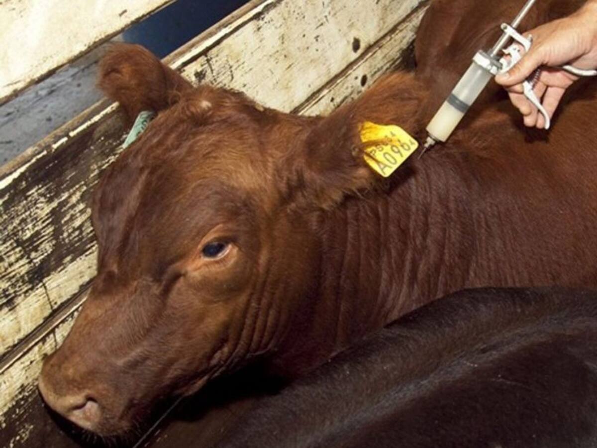 Habrá nuevo ciclo de vacunación contra la aftosa en la frontera con Venezuela