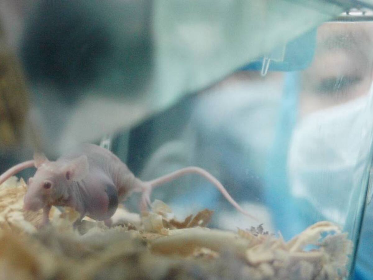 Anuncian ensayos en humanos de medicina que cura algunos tipos de cáncer en ratones