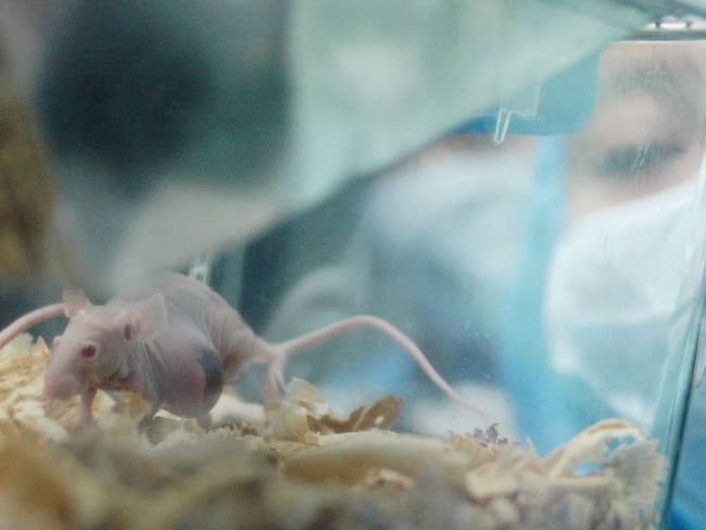 Ratas utilizadas para experimentación. Foto: Getty