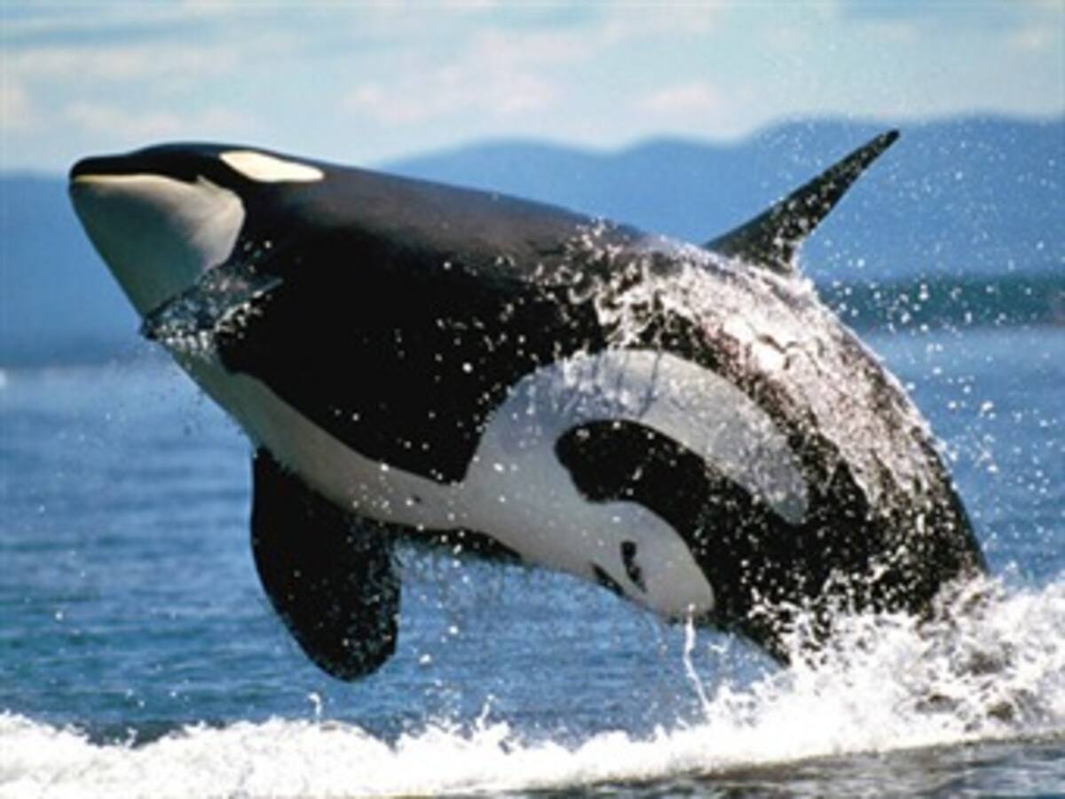Los países latinoamericanos piden a Japón el cese de la 'caza científica' de ballenas