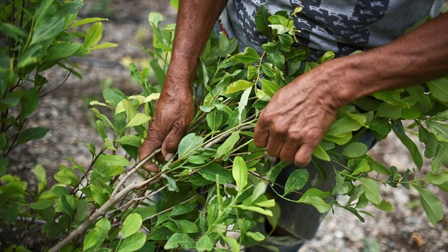 Continúan el retraso en el programa de sustitución de cultivos ilícitos debido a la falta de socialización en las poblaciones con más cultivo de hoja de coca en Norte de Santander. Foto: Getty Images