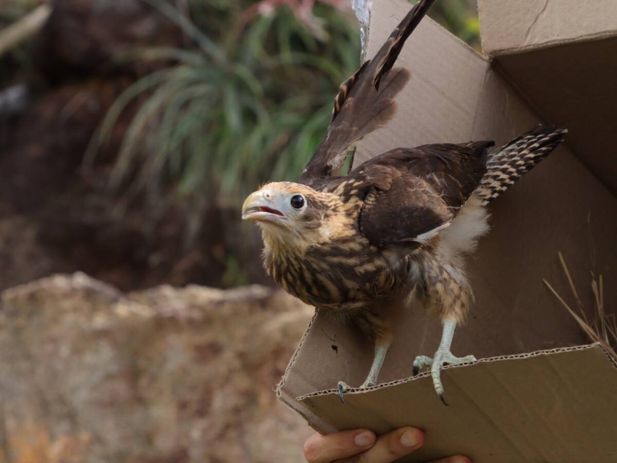Animales silvestres regresan a la libertad en reserva del Huila