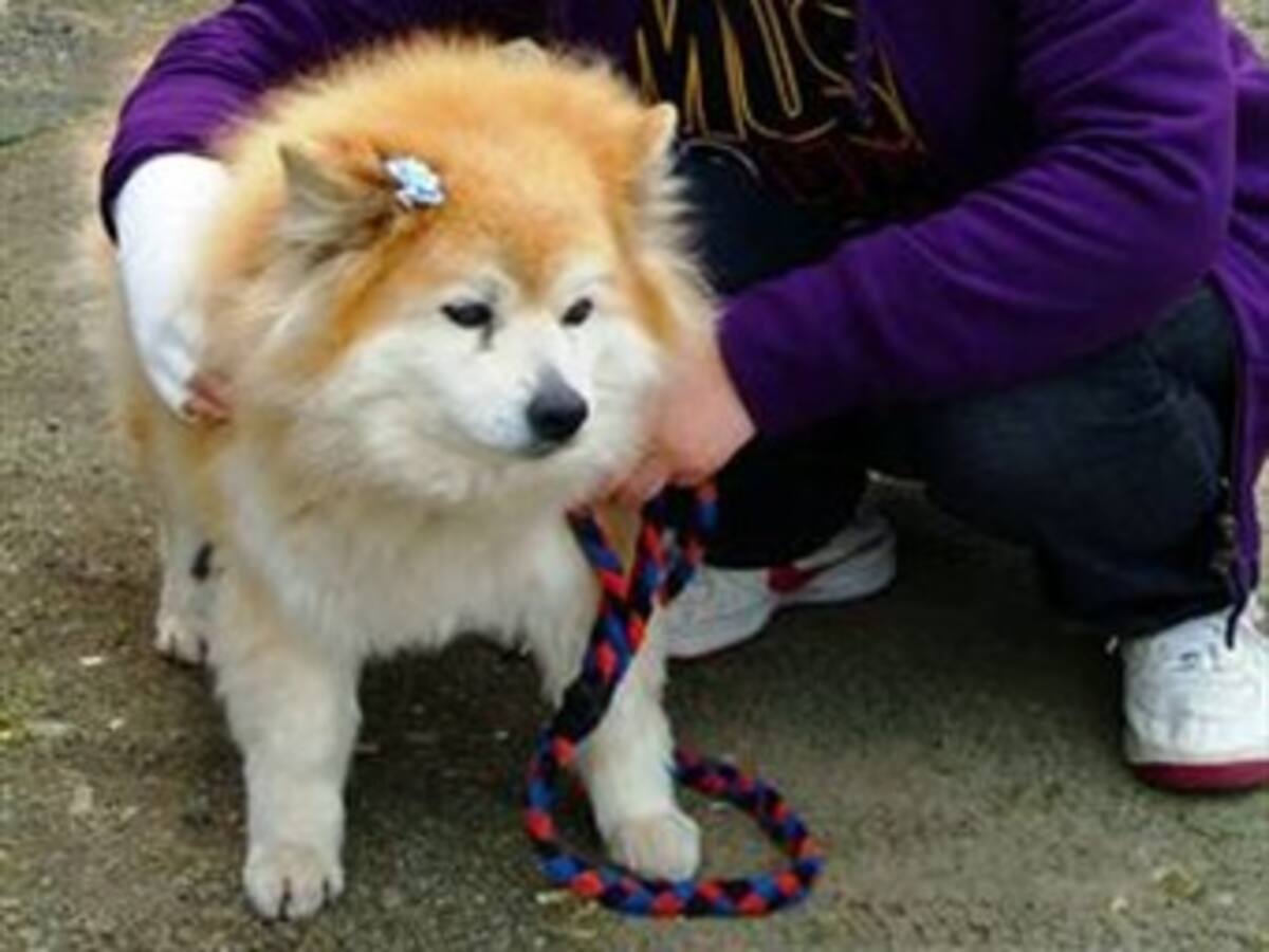 Muere en Japón el perro más longevo del mundo, con 26 años y 9 meses
