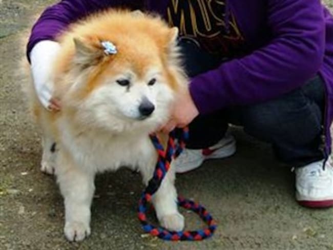 Muere en Japón el perro más longevo del mundo, con 26 años y 9 meses
