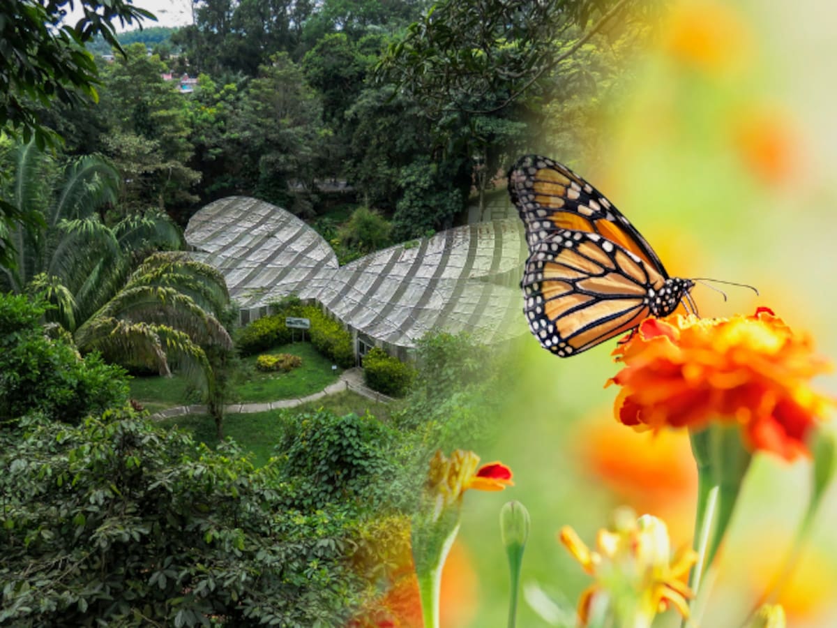 Jardín Botánico del Quindío: ¿Cuánto vale visitarlo en 2025? Duración, recorrido, mariposario y más