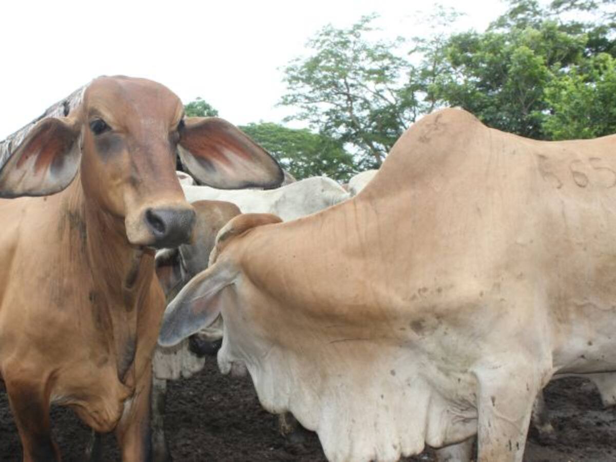 Ganaderos celebran el cese de zona de contención por aftosa