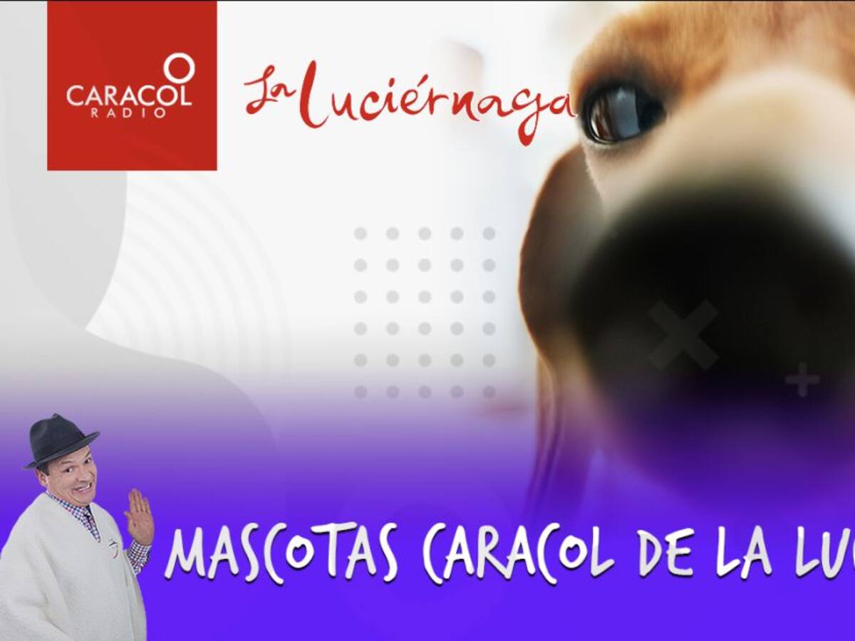 Mascotas Caracol de La Luciérnaga