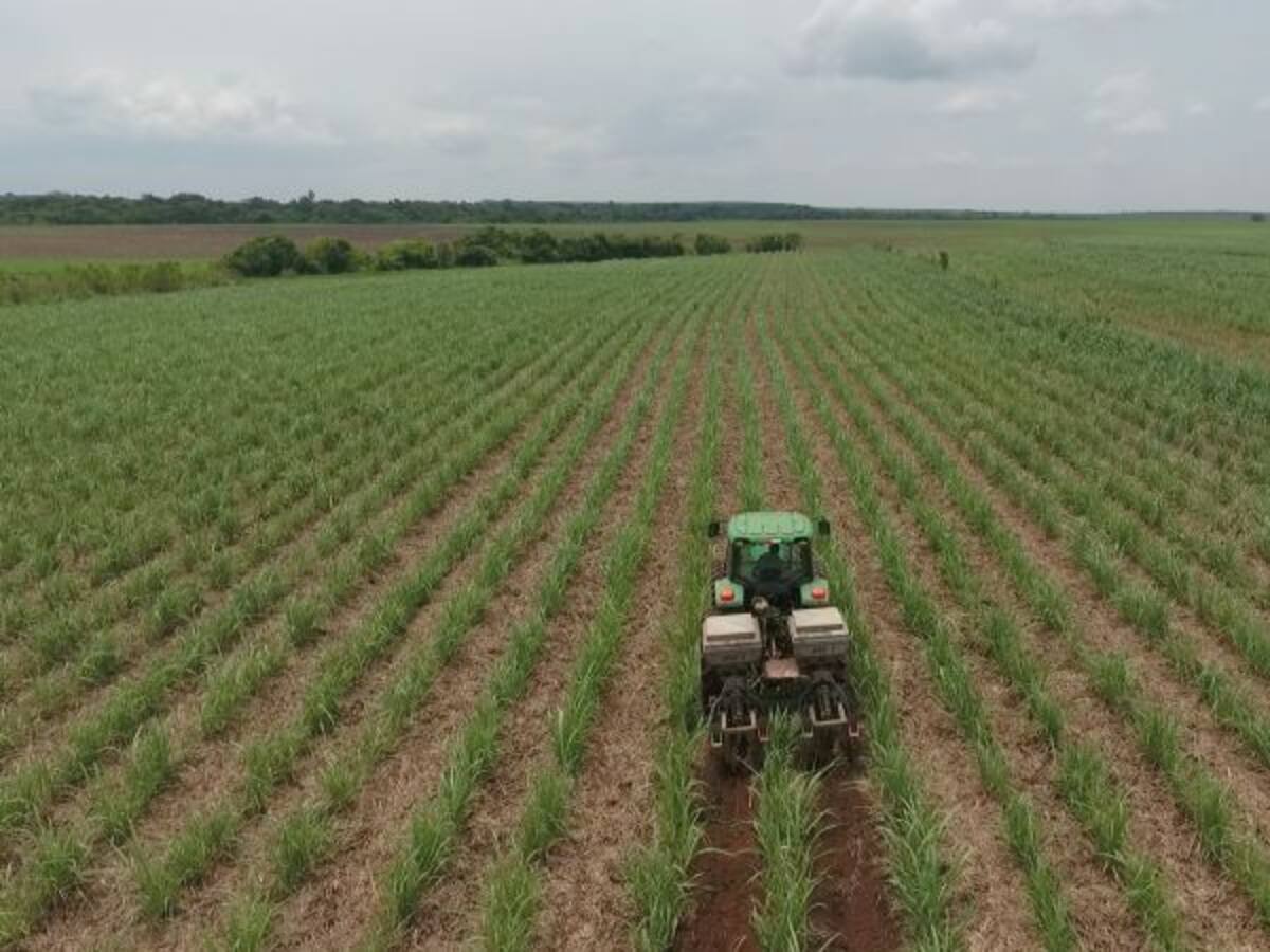 Cultivadores de caña del Eje Cafetero rechazaron incremento del IVA