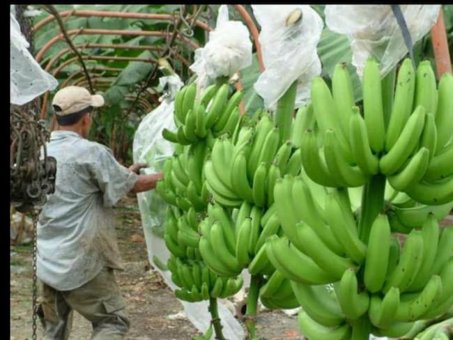 IVA a la canasta familiar afectará a los más pobres: Bananeros del país