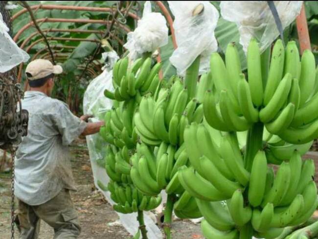Con tallo del banano, estudiantes antioqueños crean bolsas biodegradables
