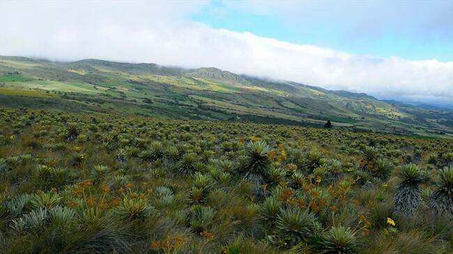 Imagen de referencia. Foto: Colprensa