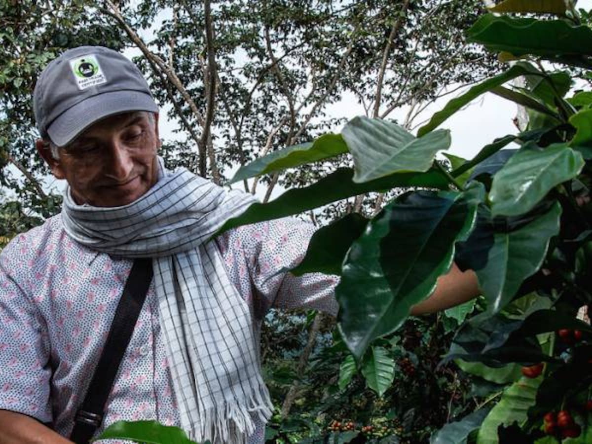 Producción de café en julio registró un crecimiento del 25%: Fedecafe