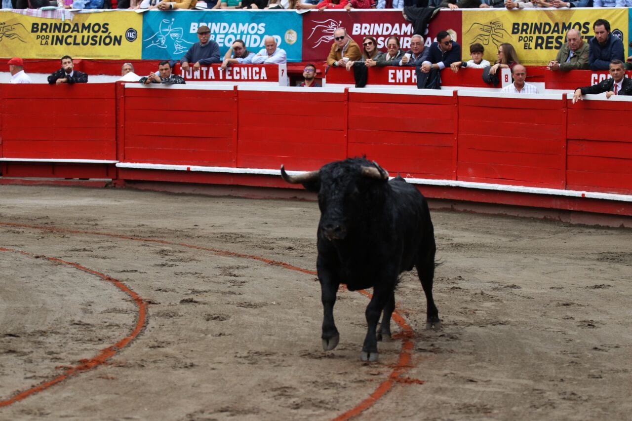 Fotografía Cormanizales