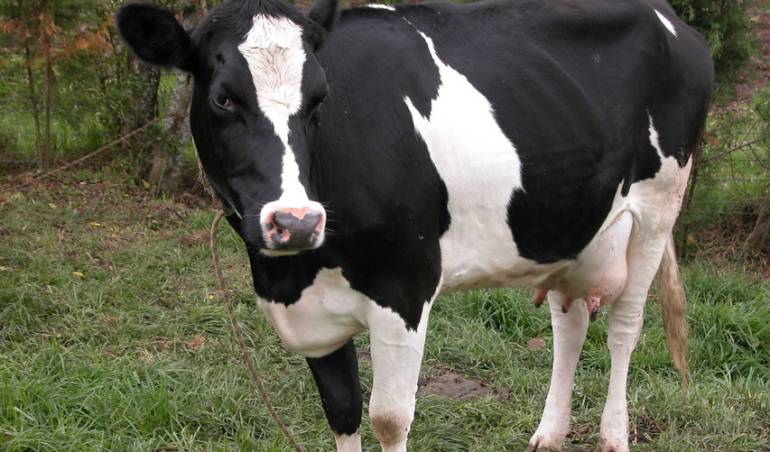 Imagen de referencia