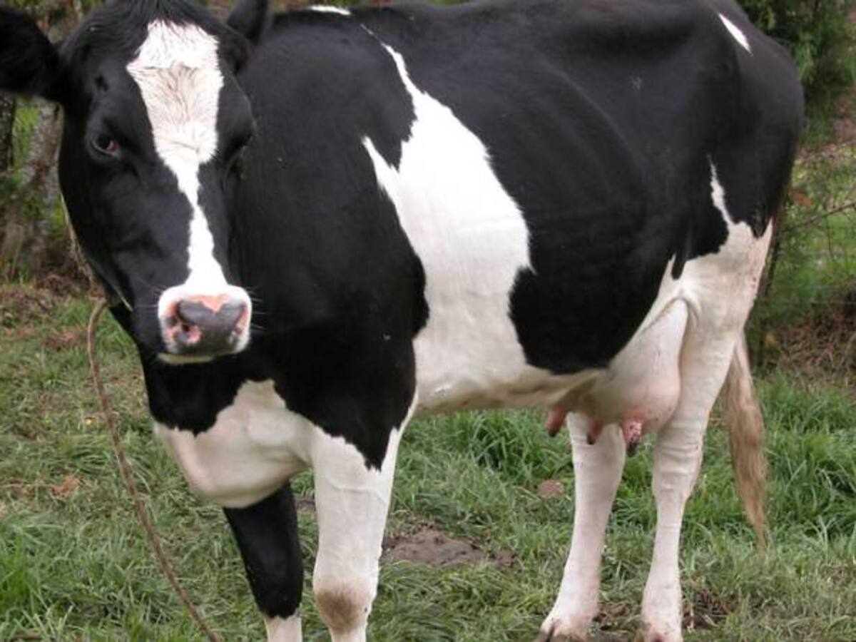 Campesinos de Boyacá afectados por los bajos precios de la leche