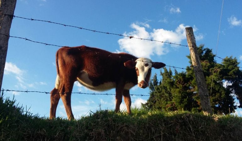Vacunación al ganado de Caldas