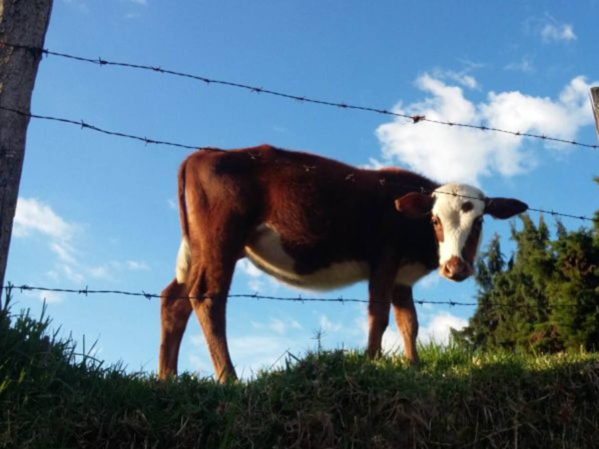 Ganaderos de Caldas atentos al segundo ciclo de vacunación